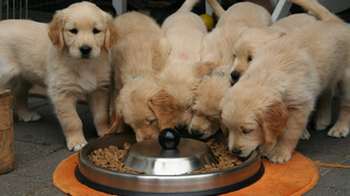 Estados Unidos vincula estas 16 marcas populares de comida para perros a la enfermedad cardíaca canina